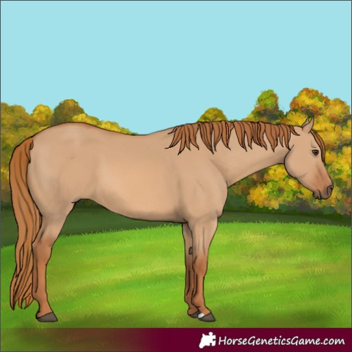 Horse Color:Red Dun 