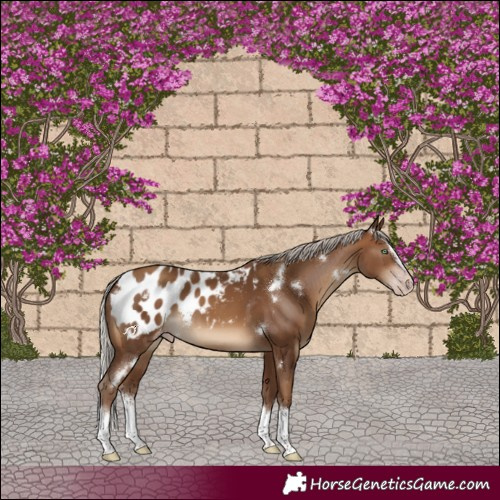 Horse Color:Gray White Spotted Silver Sable Champagne Splash Frame Appaloosa Rabicano 