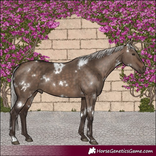 Horse Color:White Spotted Silver Brown Dun