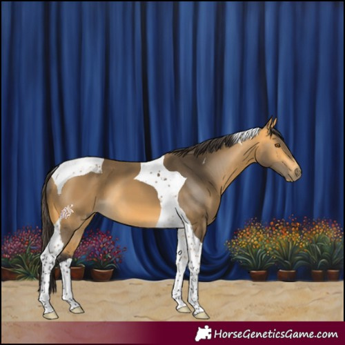 Horse Color:Buckskin Tobiano