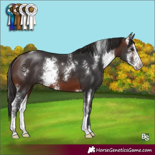 Horse Color:Brown Sabino