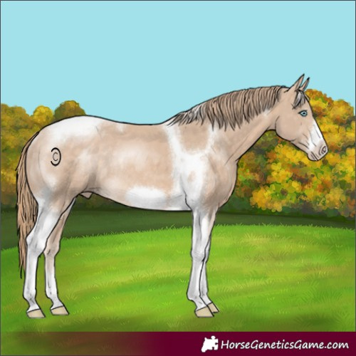 Horse Color:Perlino Tobiano Frame Rabicano 