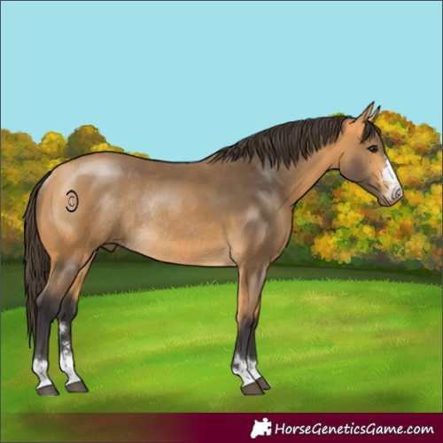 Horse Color:Buckskin Rabicano 