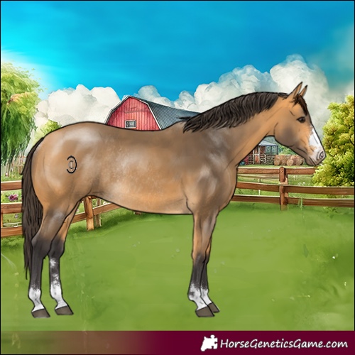 Horse Color:Buckskin Rabicano 