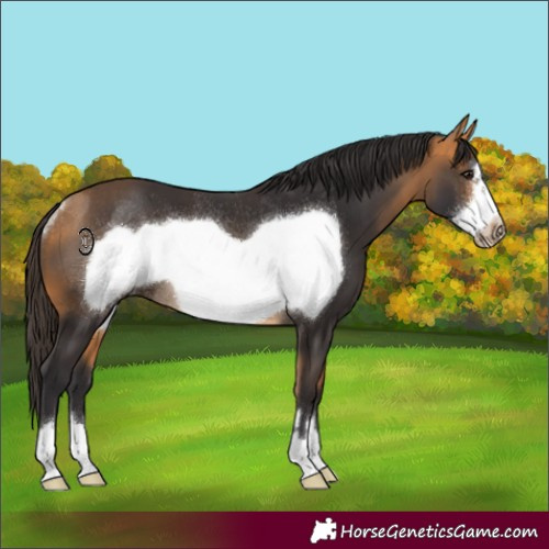 Horse Color:Buckskin Frame Rabicano