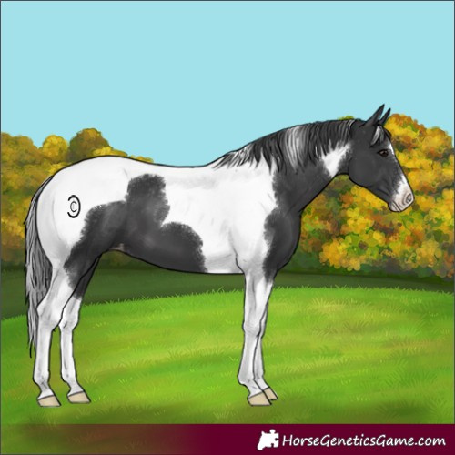 Horse Color:Black Tobiano Appaloosa 
