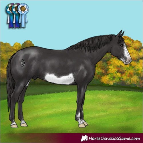 Horse Color:Smoky Black Frame 