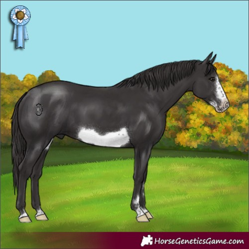 Horse Color:Smoky Black Frame 