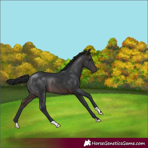 Horse Color:Brown Rabicano