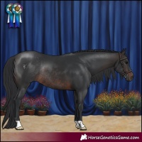 Horse Color:Brown Rabicano