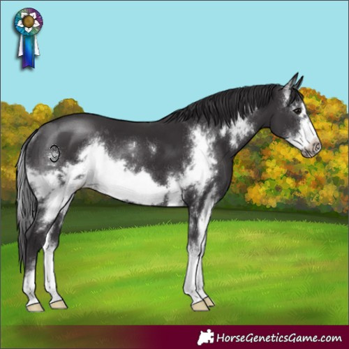Horse Color:Smoky Black Sabino Frame Rabicano 