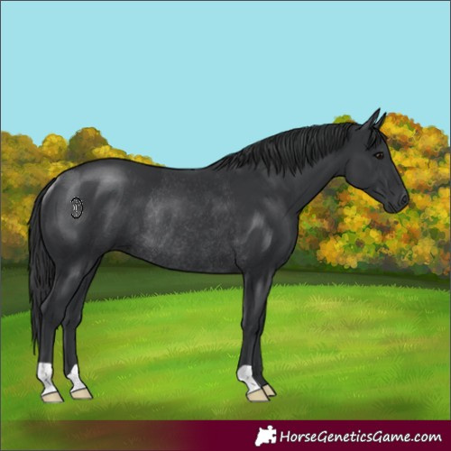 Horse Color:Black Rabicano