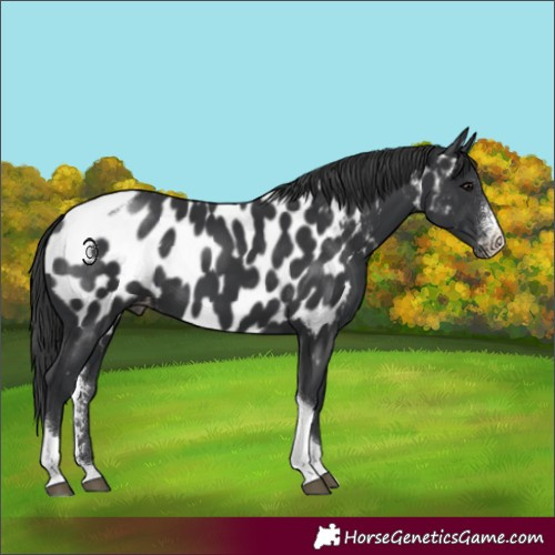 Horse Color:Black Sabino Tobiano Appaloosa Rabicano