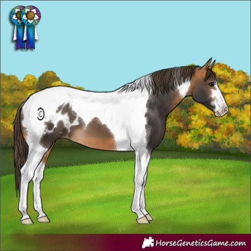 Horse Color:Buckskin Tobiano Appaloosa