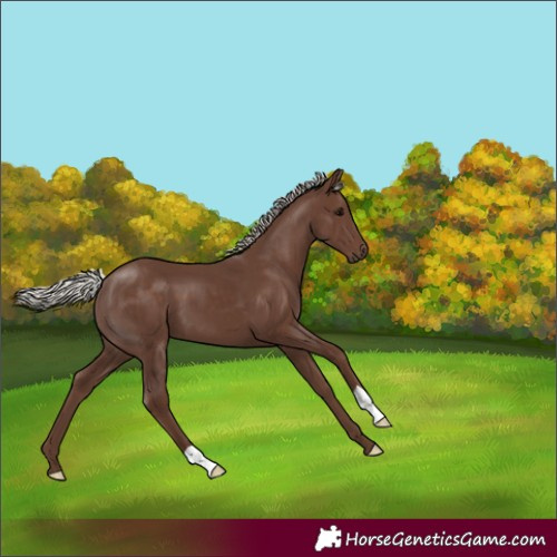Horse Color:Silver Black 