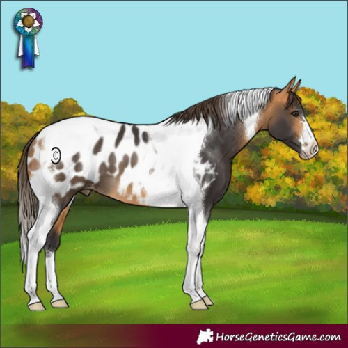 Horse Color:Buckskin Tobiano Appaloosa 