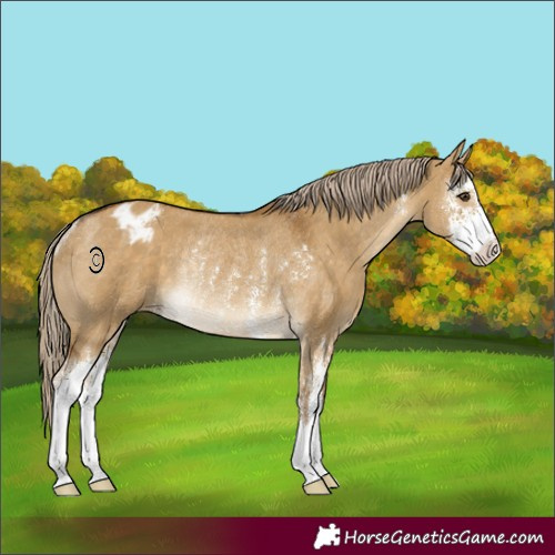 Horse Color:Chocolate Palomino Dun Sabino Appaloosa Rabicano 