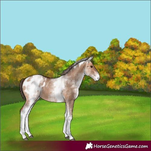 Horse Color:White Spotted Bay Dun Appaloosa 