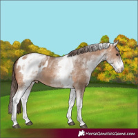 Horse Color:White Spotted Bay Dun Appaloosa 
