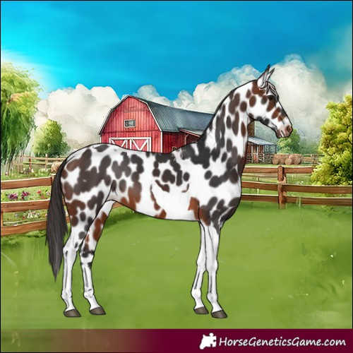 Horse Color:Brown Tobiano Leopard