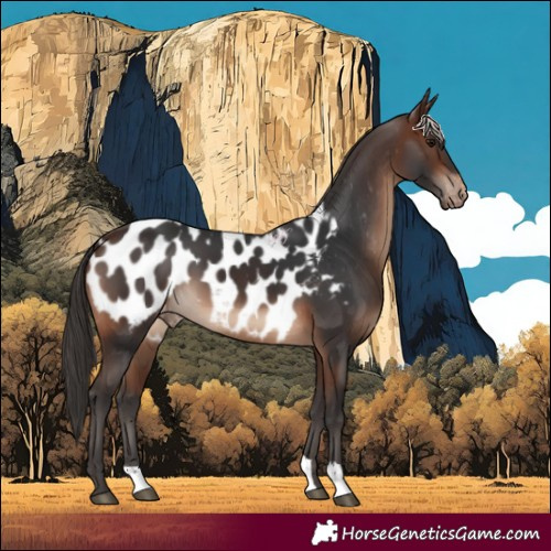 Horse Color:Brown Appaloosa 