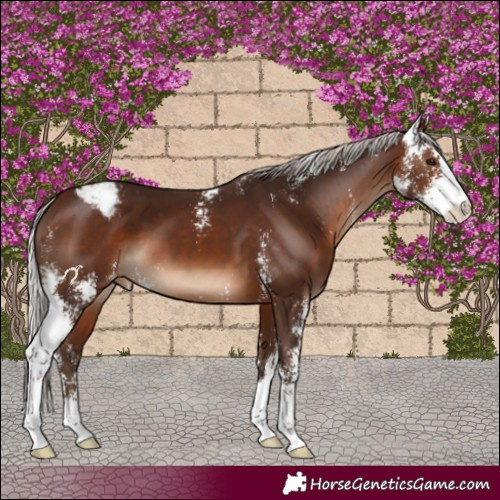 Horse Color:Silver Brown Sabino Appaloosa