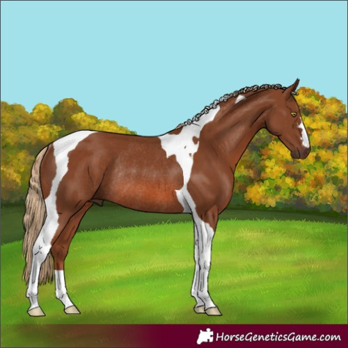 Horse Color:Chestnut Tobiano Rabicano