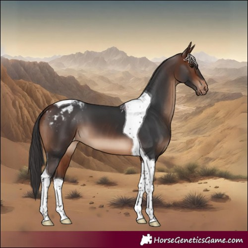Horse Color:Brown Tobiano Blanket 
