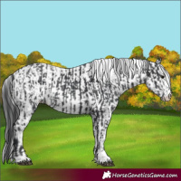Horse Color:Black and White Spotted Black