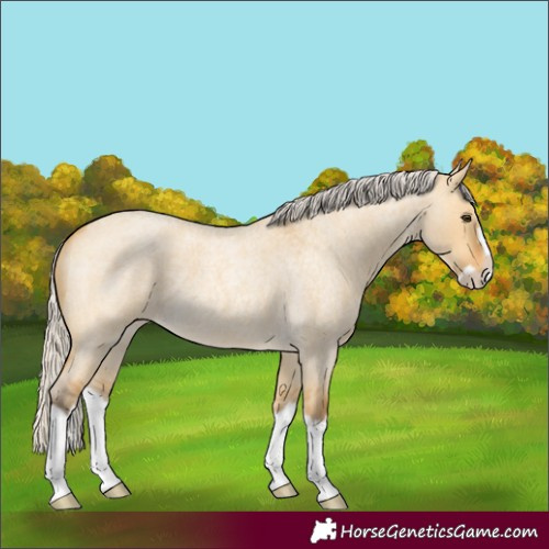 Horse Color:Silver Buckskin Roan Dun Splash Frame Rabicano 