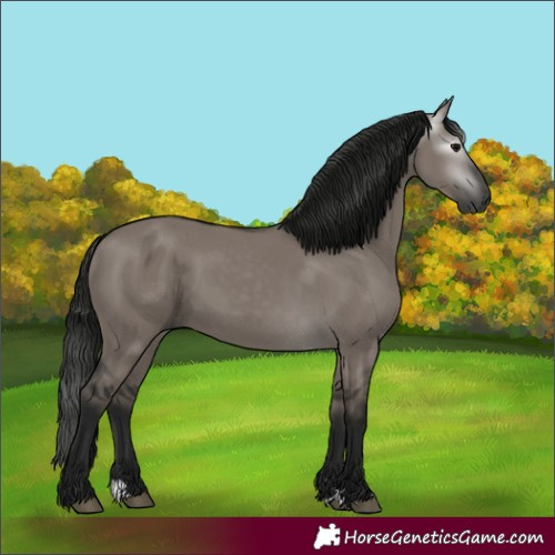 Horse Color:Gray Grullo