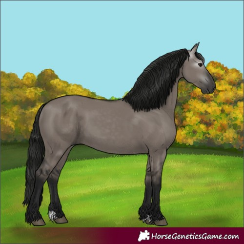 Horse Color:Gray Grullo 