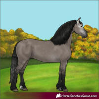 Horse Color:Gray Grullo