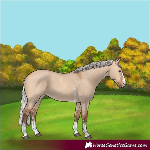 Horse Color:Silver Bay Dun Sabino Rabicano