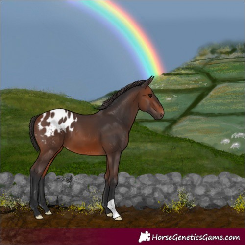 Horse Color:Brown Appaloosa