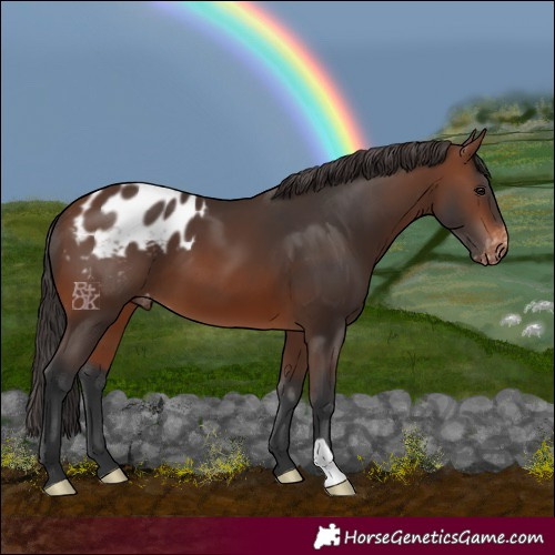 Horse Color:Brown Blanket