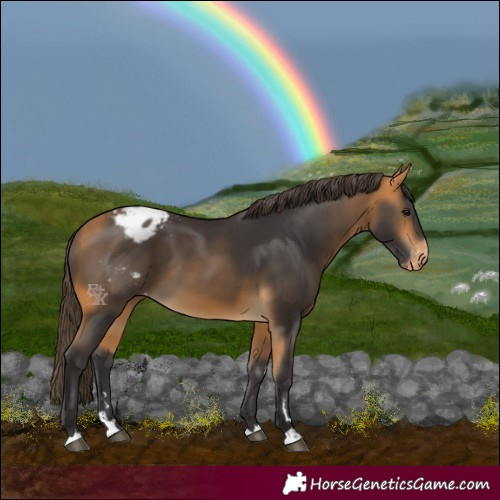 Horse Color:Buckskin Appaloosa