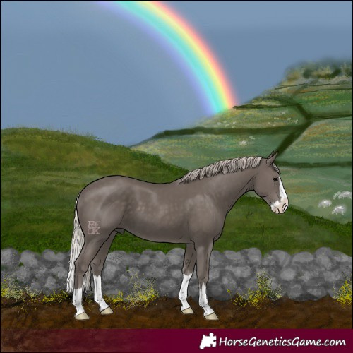 Horse Color:Silver Black Splash