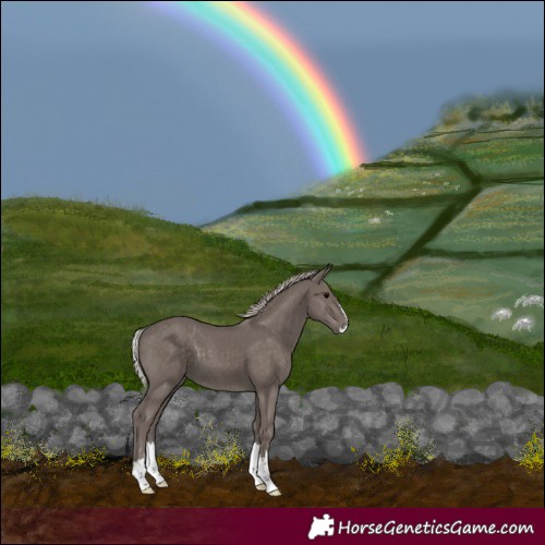 Horse Color:Silver Black Splash 