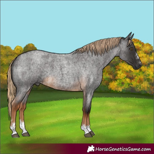Horse Color:Gray Chocolate Palomino Roan 