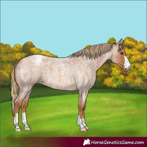 Horse Color:Red Roan Varnish 