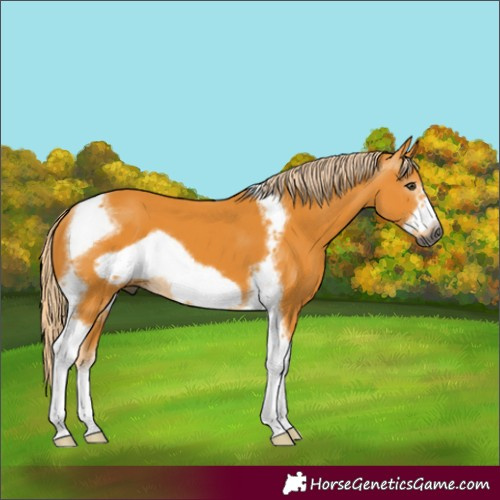 Horse Color:Gray Palomino Tobiano Frame 