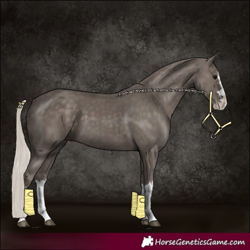 Horse Color:Silver Black Splash 