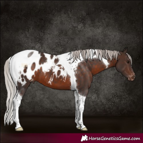 Horse Color:Silver Brown Tobiano Appaloosa