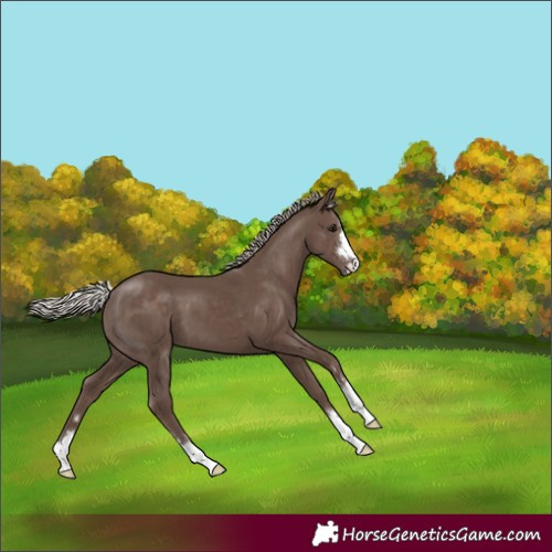 Horse Color:Silver Black