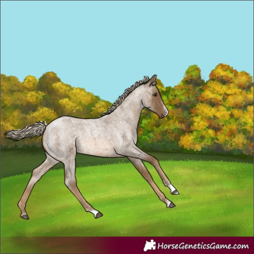 Horse Color:Chocolate Palomino Roan 