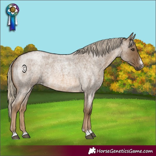 Horse Color:Chocolate Palomino Roan