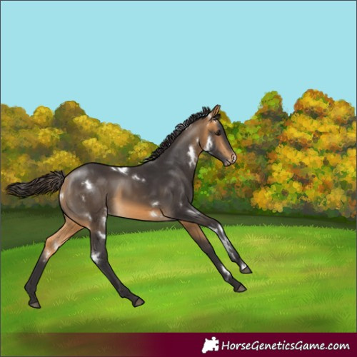 Horse Color:White Spotted Buckskin 