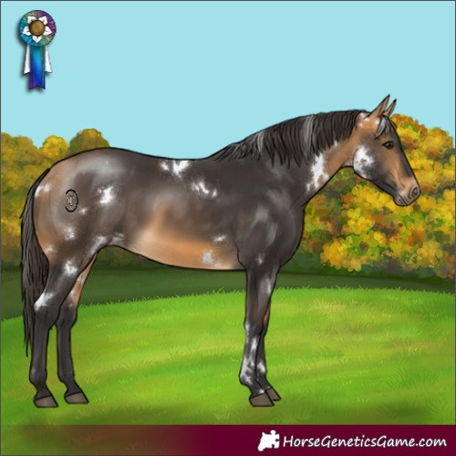 Horse Color:White Spotted Buckskin