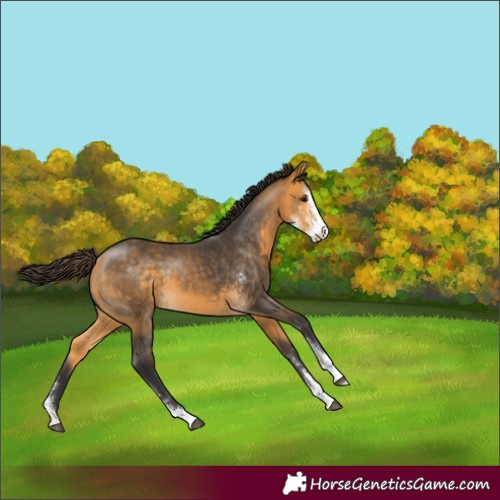Horse Color:Buckskin Sabino 